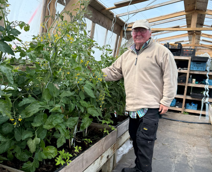 Tommy-tomaten