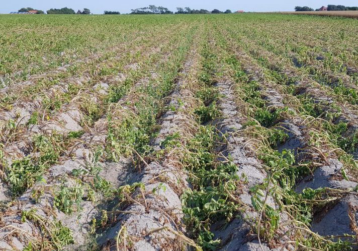 affected-potato-field-1024x498-landscape