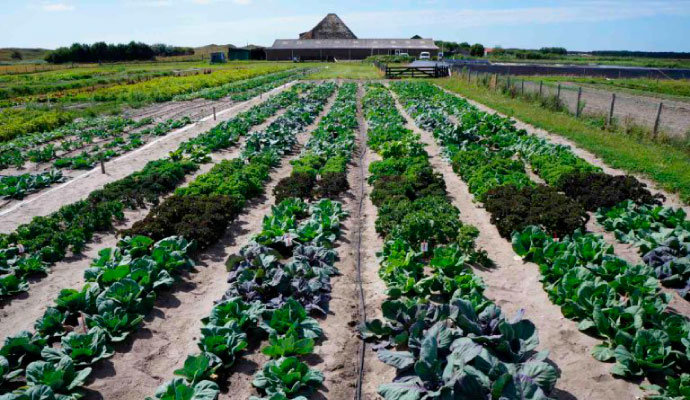 potato-field