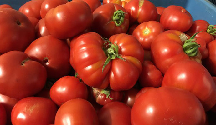 tomatoes
